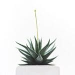 Huawei Unveils TruSense System, a Comprehensive Health and Wellness Guide that Integrates All Sensors – HardwareZone