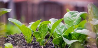 Is the 5:2 Diet Right for You? Here’s How to Tell – Women’s Health UK